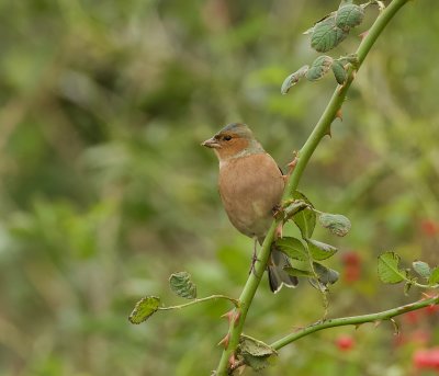 Vink (Common Chaffinch)