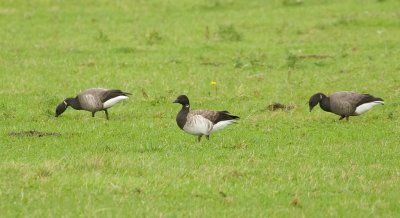 Witbuikrotgans (White-bellied Brent Goose)