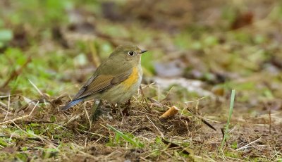 Blauwstaart (Red-flanked Bluetail)