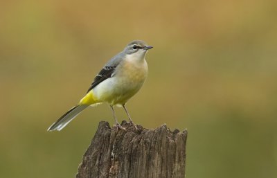 Grote Gele Kwikstaart (Grey Wagtail)