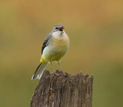 Grote Gele Kwikstaart (Grey Wagtail)