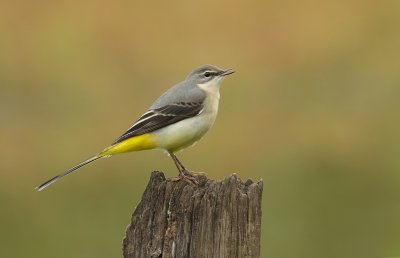 Grote Gele Kwikstaart (Grey Wagtail)