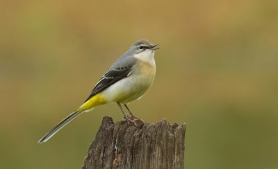 Grote Gele Kwikstaart (Grey Wagtail)