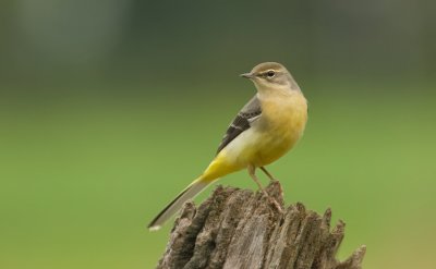 Grote Gele Kwikstaart (Grey Wagtail)