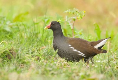 Waterhoen (Common Moorhen)