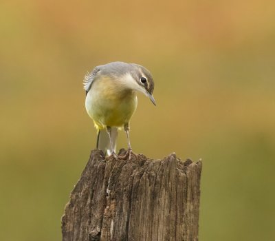 Grote Gele Kwikstaart (Grey Wagtail)