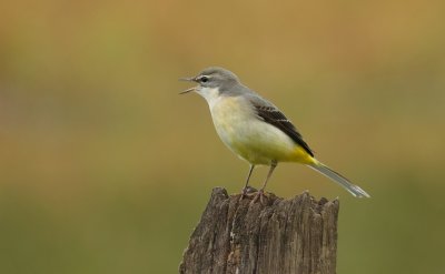Grote Gele Kwikstaart (Grey Wagtail)