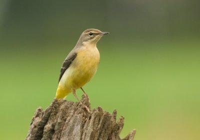 Grote Gele Kwikstaart (Grey Wagtail)