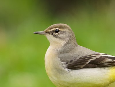 Grote Gele Kwikstaart (Grey Wagtail)