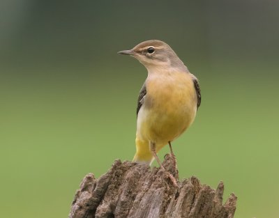 Grote Gele Kwikstaart (Grey Wagtail)