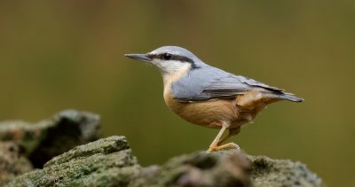 Boomklever (Eurasian Nuthatch)