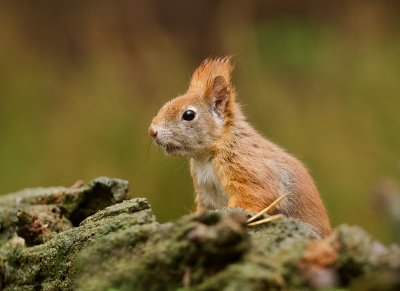 Eekhoorn (Red Squirrel)