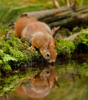 Eekhoorn (Red Squirrel)