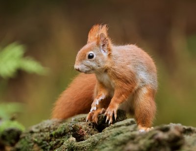 Eekhoorn (Red Squirrel)