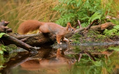Eekhoorn (Red Squirrel)