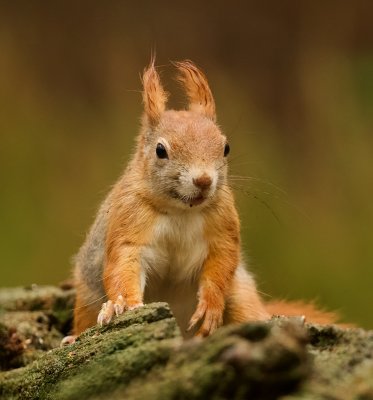 Eekhoorn (Red Squirrel)
