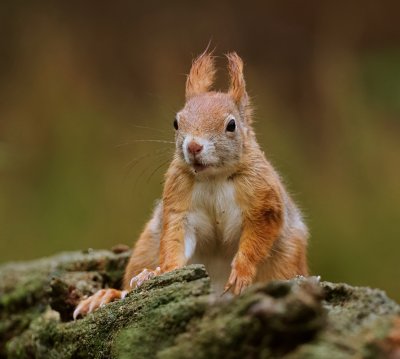 Eekhoorn (Red Squirrel)