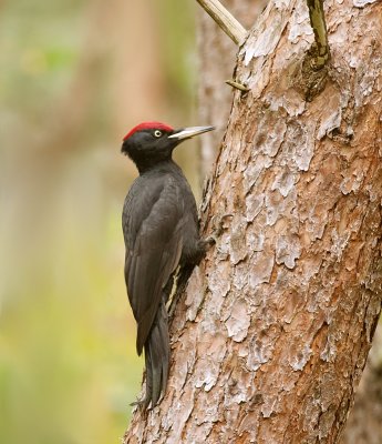 Zwarte Specht (Black Woodpecker)