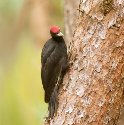 Zwarte Specht (Black Woodpecker)