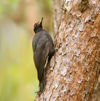 Zwarte Specht (Black Woodpecker)