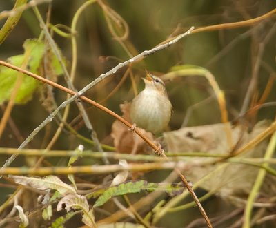Bruine Boszanger (Dusky Warbler)