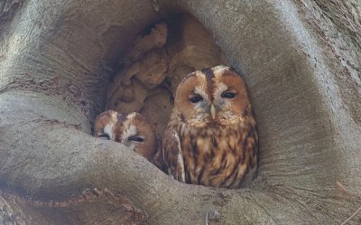 Bosuil (Tawny Owl)