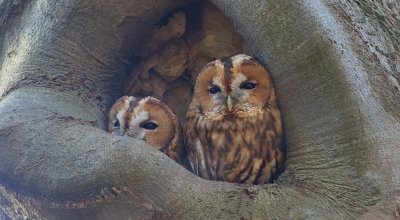 Bosuil (Tawny Owl)