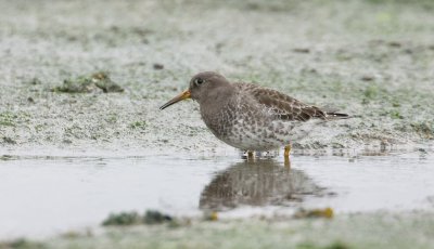 Paarse Strandloper (Purple Sandpiper)