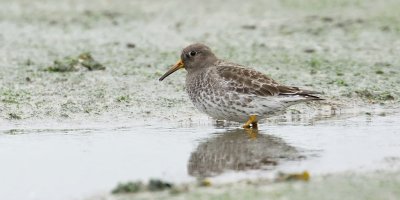 Paarse Strandloper (Purple Sandpiper)