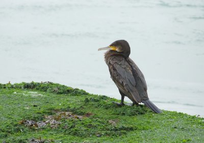 Aalscholver (Great Cormorant)