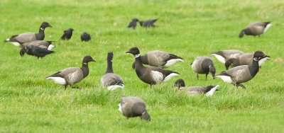 Zwarte Rotgans (Black Brant)