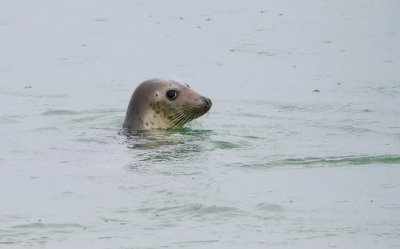 Grijze Zeehond (Grey Seal)