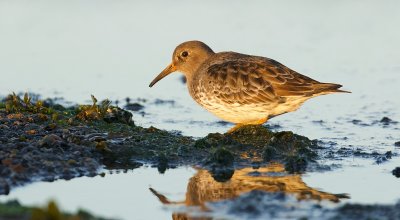 Paarse Strandloper (Purple Sandpiper)