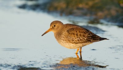 Paarse Strandloper (Purple Sandpiper)