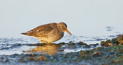 Paarse Strandloper (Purple Sandpiper)