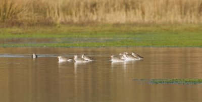 Zwarte Ruiter (Spotted Redshank)