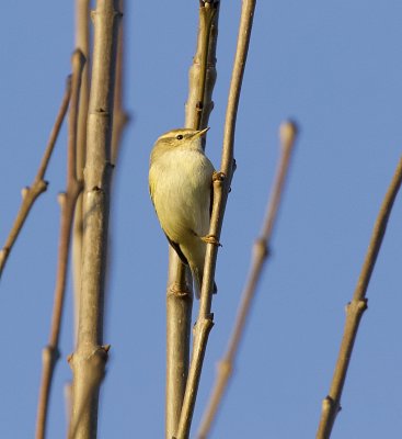 Humes Bladkoning (Hume's Leaf Warbler)