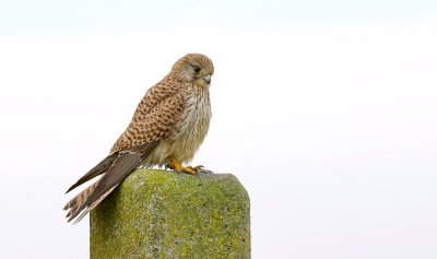 Torenvalk (Common Kestrel)