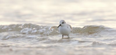 Drieteenstrandloper (Sanderling)