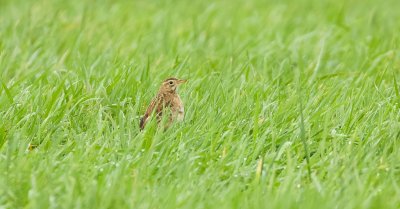 Grote Pieper (Richard's Pipit)