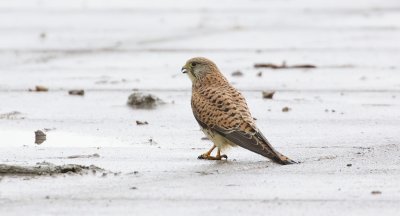 Torenvalk (Common Kestrel)