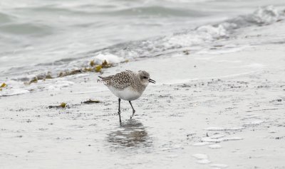 Zilverplevier (Grey Plover)