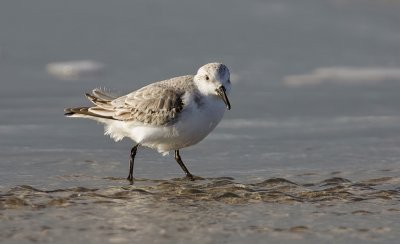 Drieteenstrandloper (Sanderling)