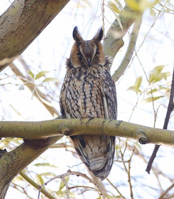 Ransuil (Long-eared Owl)