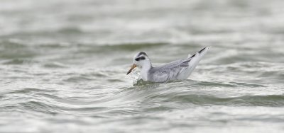 Rosse Franjepoot (Red Phalarope)