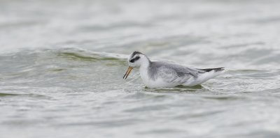 Rosse Franjepoot (Red Phalarope)