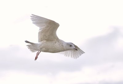 Kleine Burgemeester (Iceland Gull)
