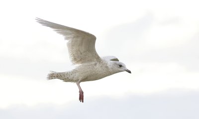 Kleine Burgemeester (Iceland Gull)
