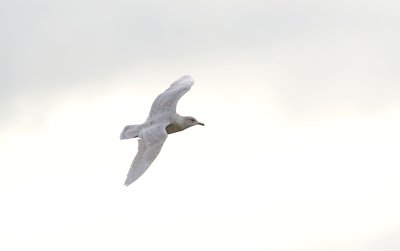 Kleine Burgemeester (Iceland Gull)