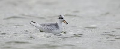 Rosse Franjepoot (Red Phalarope)